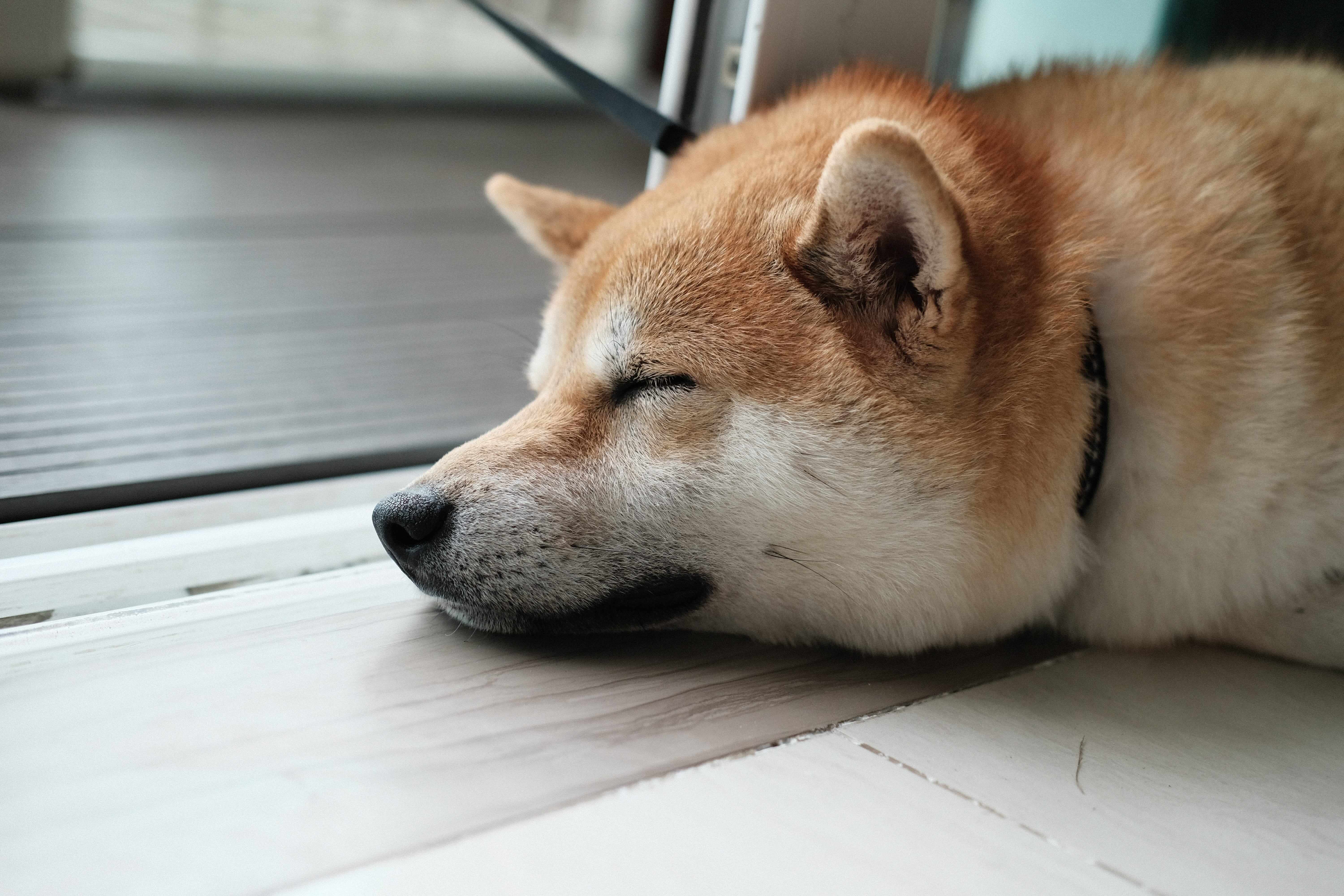 柴犬の子犬一覧 | ペットショップ 犬の家&猫の里 | 子犬だけでなく子猫 ...